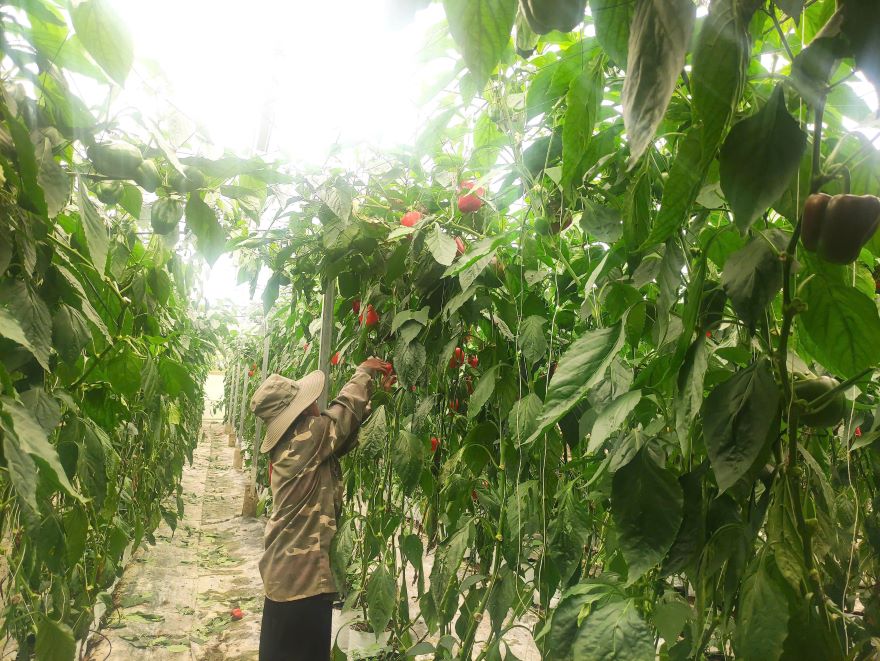 Dam Rong district has been applying advanced farming techniques in agricultural production. Photo: Dinh Quang