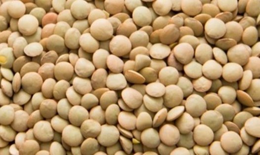 Đậu lăng là loại thực phẩm có khả năng kiểm soát lượng đường huyết. Ảnh: Phong Châu