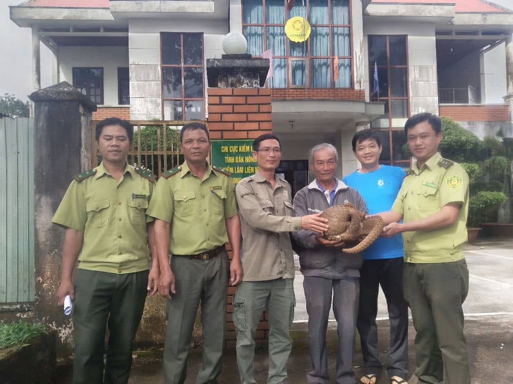 Người dân giao nộp cá thể tê tê Java quý cho lực lượng kiểm lâm. Ảnh: Kiểm lâm cung cấp 