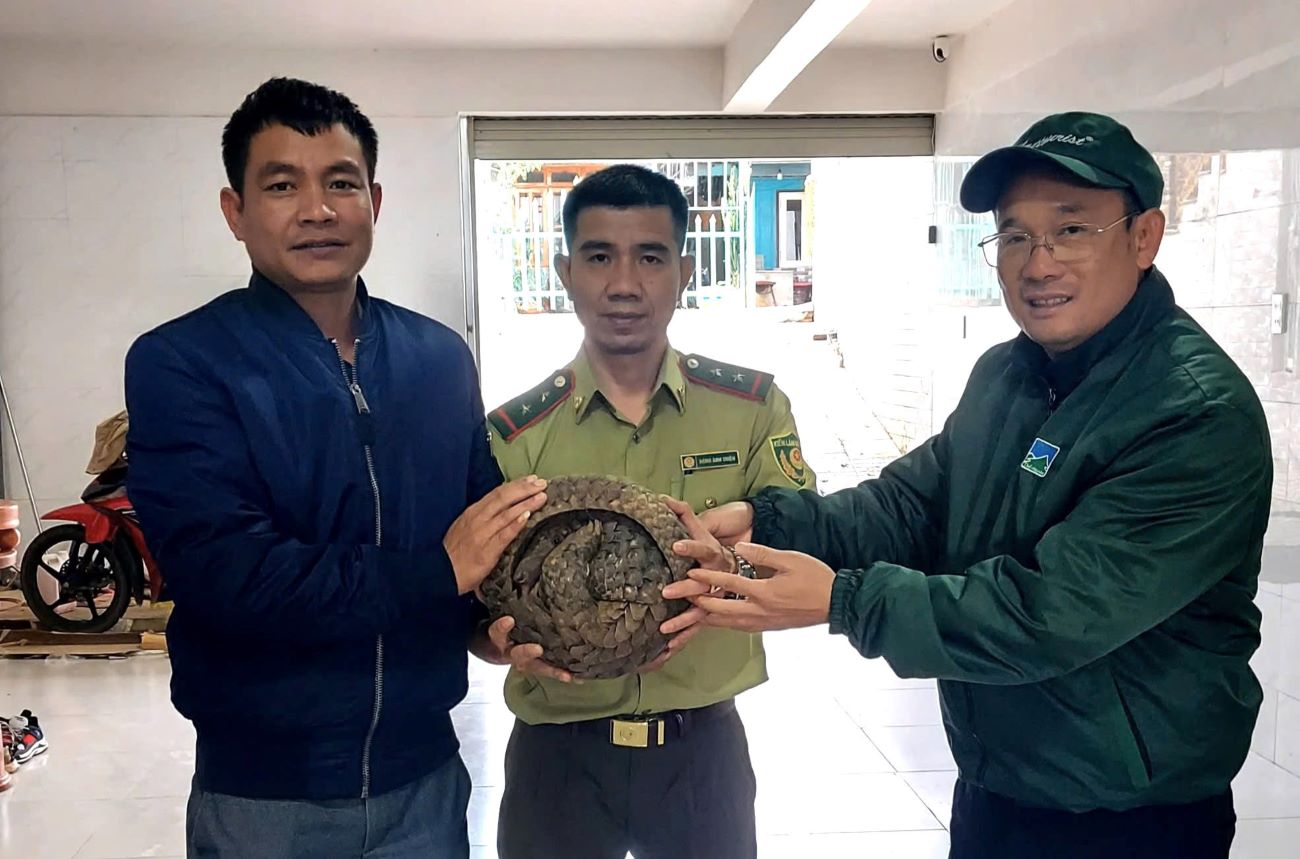 Mr. Phan Van Nuong (far right) handed over a rare pangolin to the authorities. Photo: Dinh Quang
