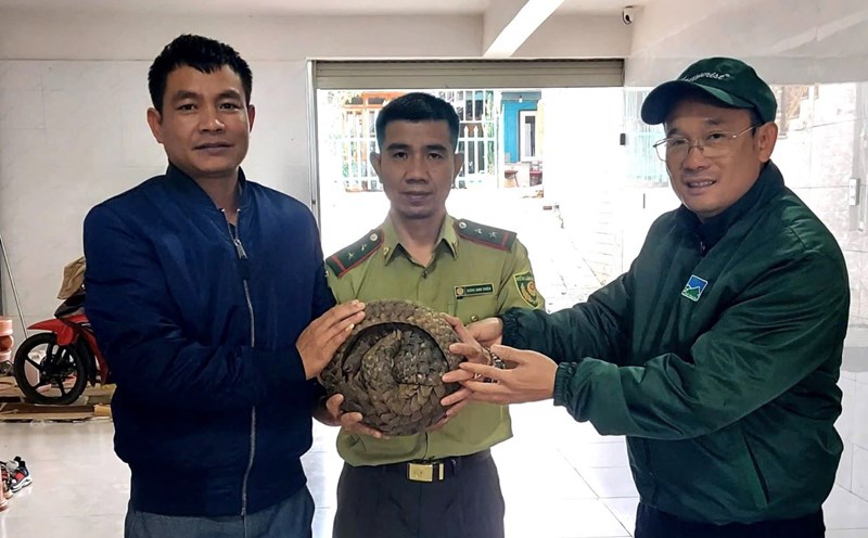 Mr. Phan Van Nuong (far right) handed over a rare pangolin to the authorities. Photo: Dinh Quang