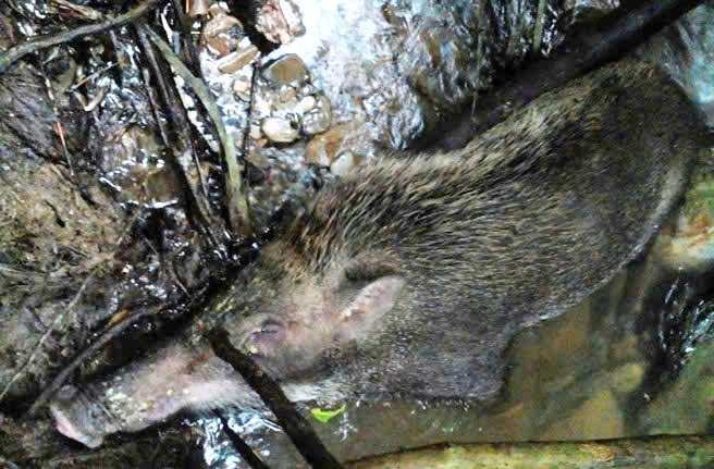 A wild boar was found dead in Pu Mat National Park, Nghe An province. Photo: Le Tuan