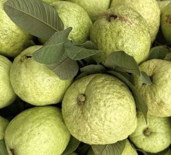 Guava with rough skin is a good choice. Photo: Kieu Vu