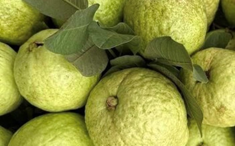 Guava with rough skin is a good choice. Photo: Kieu Vu