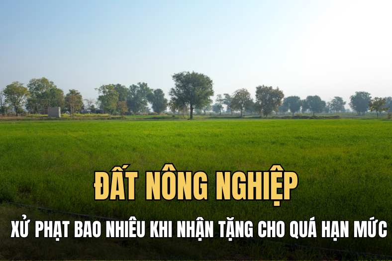 Nguy cơ bị phạt đến 50 triệu đồng khi nhận tặng cho đất nông nghiệp vượt hạn mức. Đồ hoạ: Hải Ly