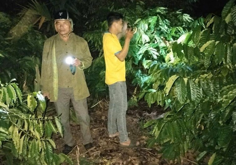 Security team of Phu Xuan commune, Krong Nang patrols and protects coffee gardens. Photo: Provided by police