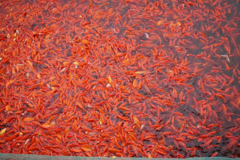 Theo nhiều thương lái cho biết, cá chép ở thị trấn Tân Phong, huyện Quảng Xương (Thanh Hóa) được người dân trong và ngoài tỉnh ưa chuộng vì có màu đỏ au và bóng đẹp. Ảnh: Quách Du