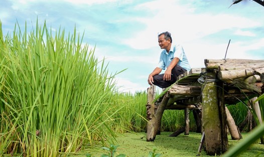 Ông Lê Quốc Việt bảo tồn 40 giống lúa mùa quý hiếm, có giống gần như thất truyền. Ảnh: Tạ Quang