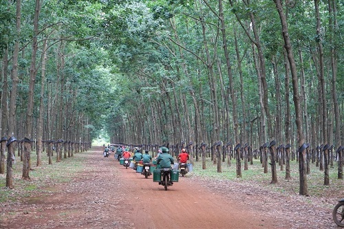 Sáng sớm, các tốp công nhân caosu Chư Păh vào vườn cây thu hoạch mũ. Ảnh: Thanh Tuấn 