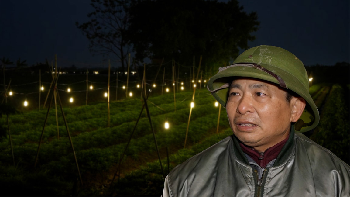 Tết cận kề, thủ phủ hoa Mê Linh thắp đèn xuyên đêm kích hoa nở đúng vụ