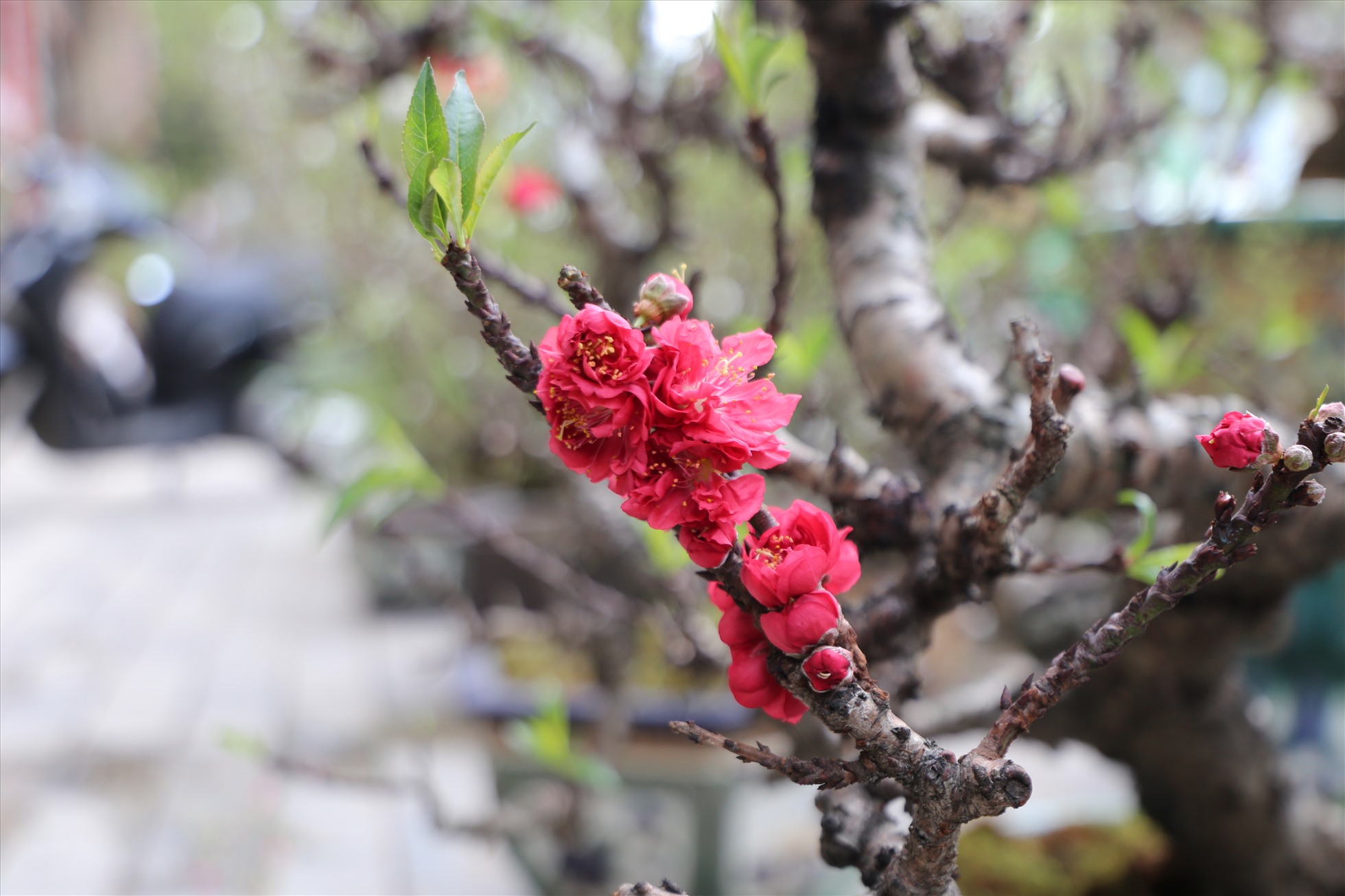 Đào Thất Thốn đẹp nhất là có tán hình nấm, lá dày, xanh thẫm, cành mọc chia đều ra xung quanh. Ảnh: Vĩnh Hoàng