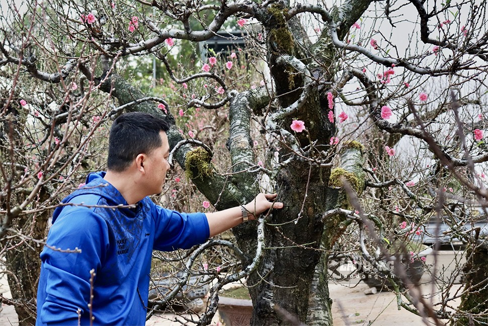 Đào rừng có tuổi đời lớn, qua sương gió thời gian càng nhiều năm thì giá càng cao. Ảnh: Thái Mạnh