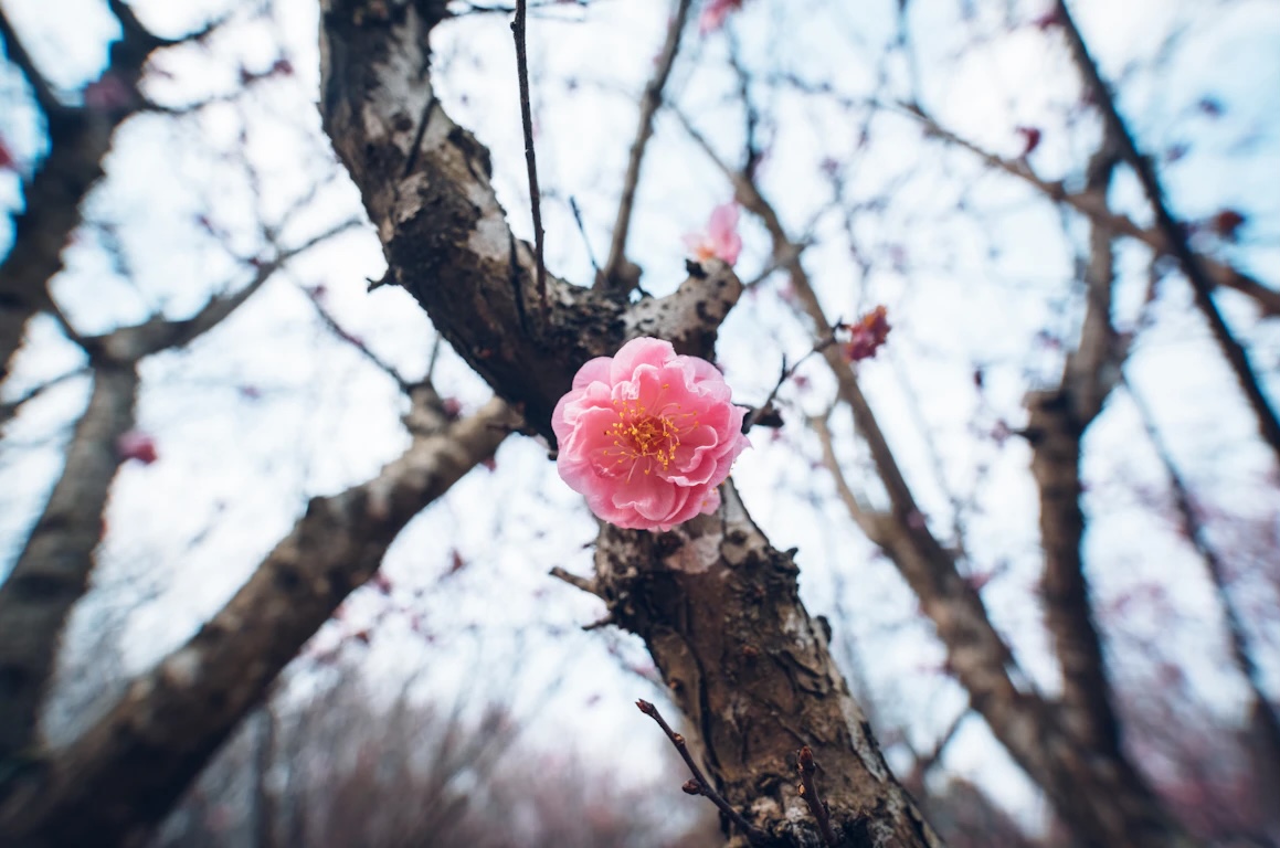 Tục chơi đào ngày Tết tồn tại tới nay. Người dân tùy sở thích mà có thể chọn đào bích, đào bạch, đào phai, đào thất thốn, đào rừng... Ảnh: Unsplash