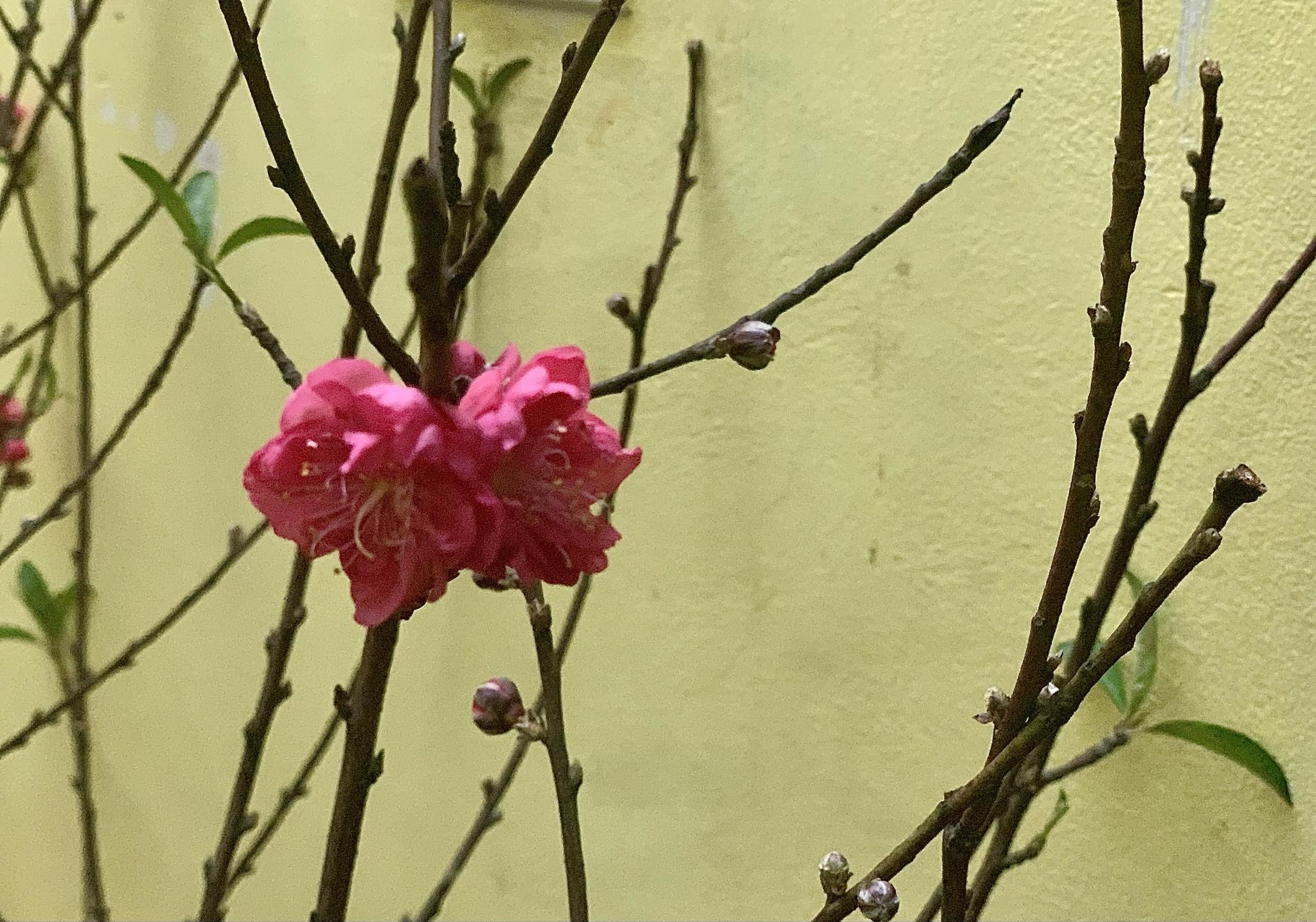 Trong đó, đào bích là giống hoa gắn với tên tuổi của làng đào Nhật Tân. Đào bích nở bông to, cánh dày màu hồng thắm. Đào bích rộ nhất dưới trời mưa phùn gió bấc, hoa to nở tới 24 cánh căng tràn sức sống. Ảnh: Nhật Hạ