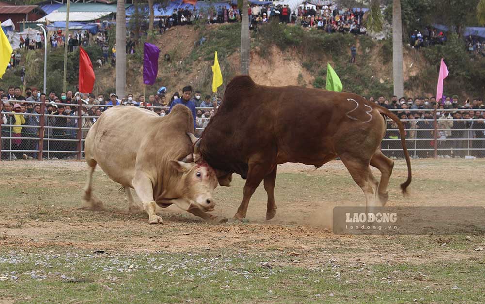 Những màn thi đấu bò đã tạo nên sức hấp dẫn, và dần hình thành “thương hiệu” du lịch, văn hóa mang bản sắc riêng của huyện Điện Biên Đông, tỉnh Điện Biên.