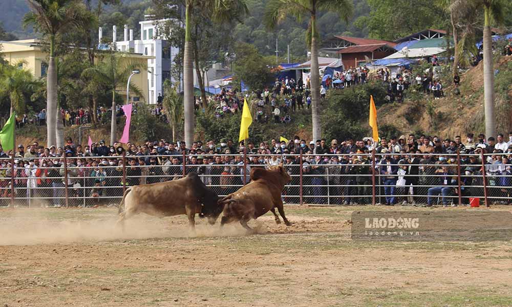 Hội thi chọi bò năm nay có 74 chú bò tranh tài, trong đó có cả những chú bò chọi đến từ các địa phương của tỉnh Điện Biên và Sơn La tham gia thi đấu.