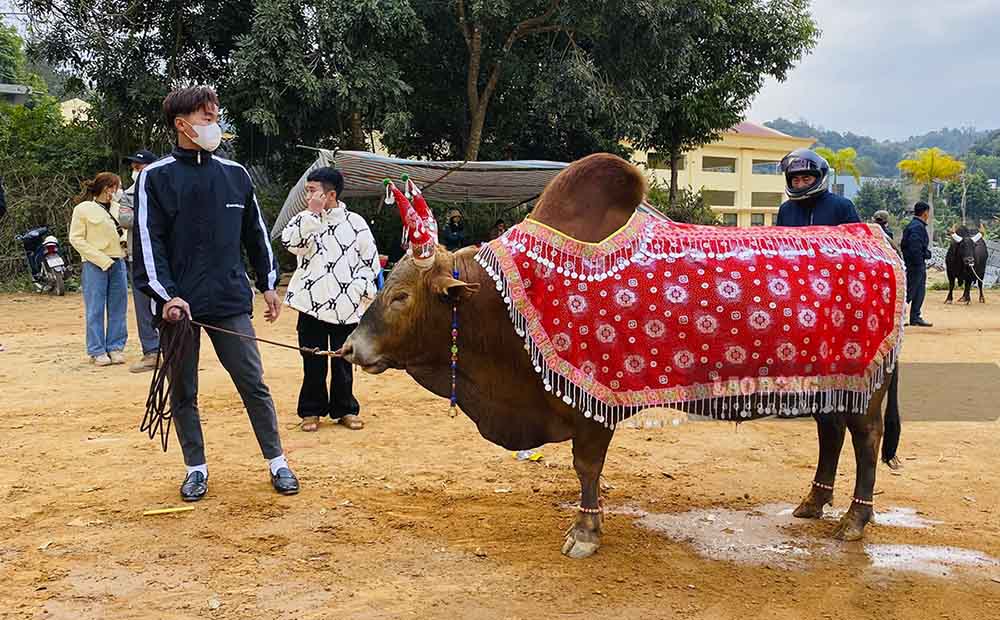 Trước khi vào cuộc thi đấu, nhiều chú bò được chủ chăm sóc rất cẩn thận, thậm chí còn được khoác lên mình một chiếc áo đầy màu sắc để giữ ấm cơ thể và thu hút sự chú ý.