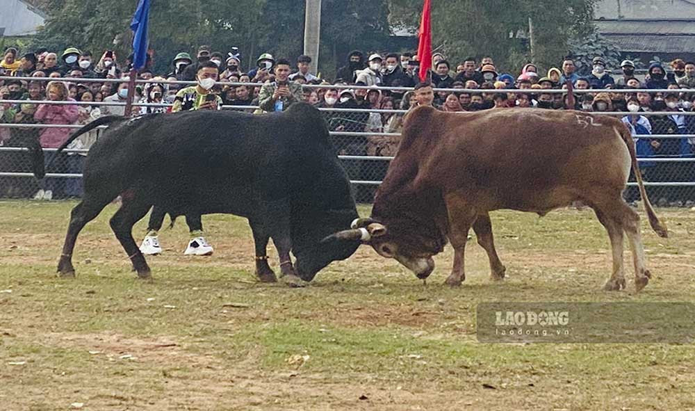 Năm nay là năm thứ 8, những cuộc đấu bò được duy trì tổ chức vào đúng ngày mồng 2 Tết âm lịch.