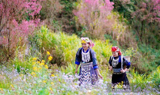 Các tỉnh miền núi phía Bắc có những điểm đến rực rỡ sắc hoa cho hành trình du xuân năm 2024 của du khách. Ảnh: Tuấn Vũ