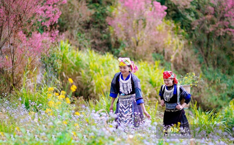 Các tỉnh miền núi phía Bắc có những điểm đến rực rỡ sắc hoa cho hành trình du xuân năm 2024 của du khách. Ảnh: Tuấn Vũ