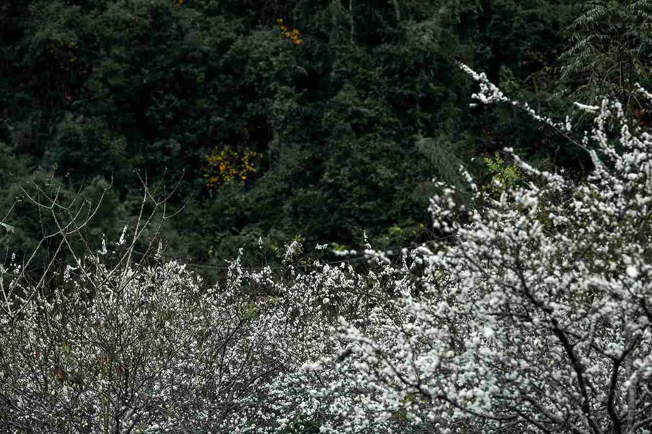 Tết đến xuân về, hoa mận tại Lục Khu cũng đang nở trên đá, sắc trắng tinh khôi đang bung sắc trên cao nguyên đá.