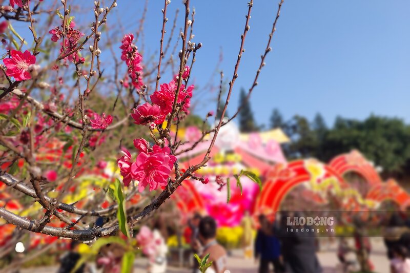 Đến Công viên Chi Lăng vào những ngày đầu năm mới, phóng viên Báo Lao Động ghi nhận, hàng nghìn người dân và du khách từ khắp nơi đổ về đây du xuân, thưởng hoa. Ảnh: Tô Công.