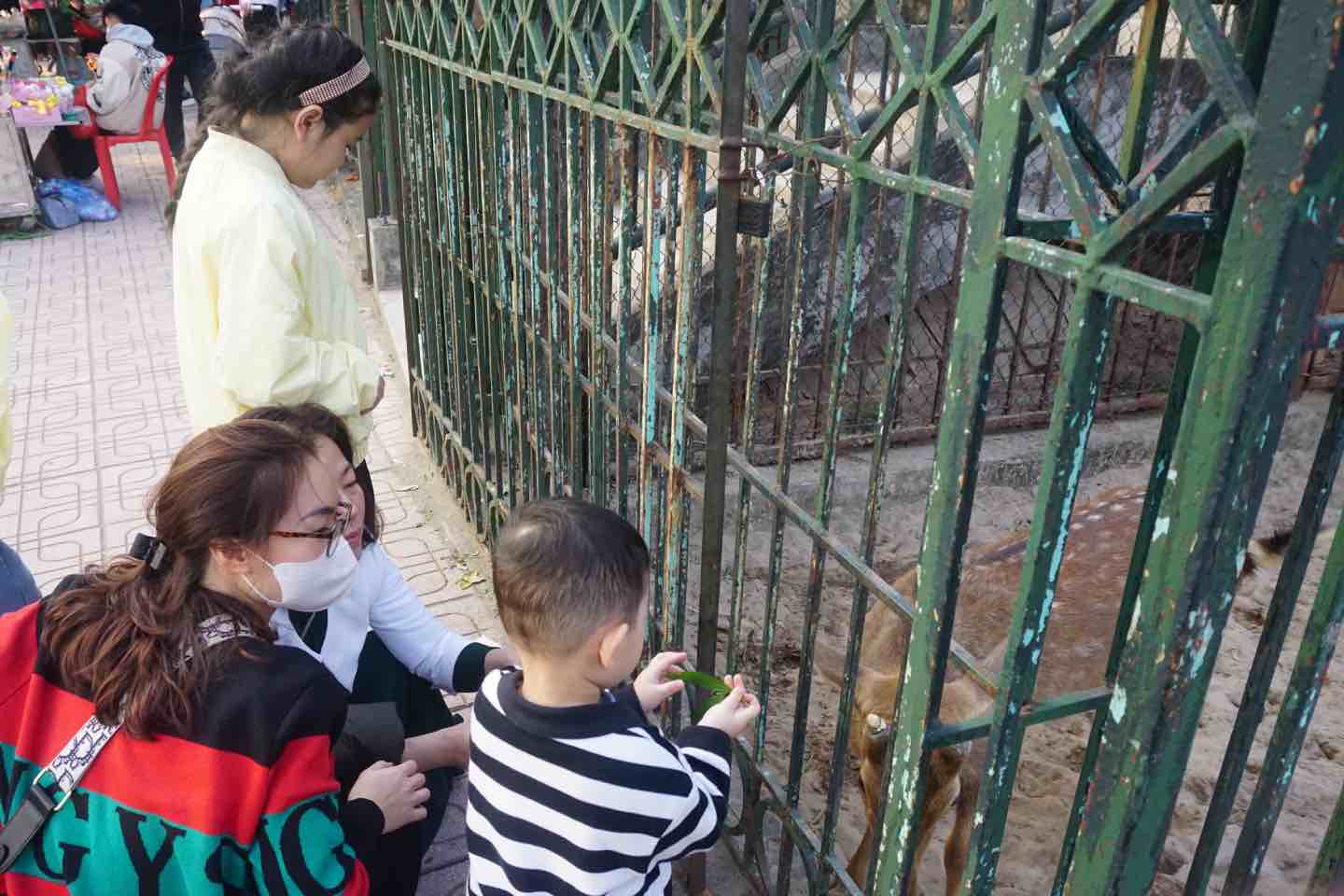 Nhiều bạn nhỏ được trải nghiệm cho thú ăn tại công viên Thủ Lệ. Ảnh: Nhật Minh