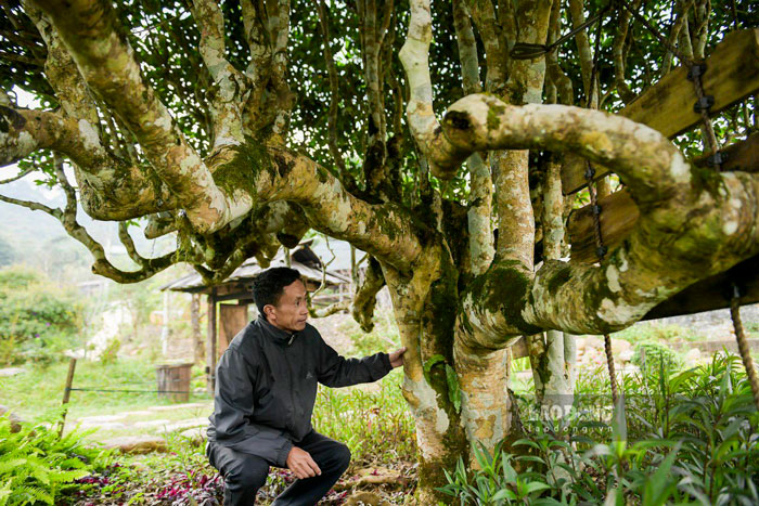 Trong những cây Shan tuyết cổ thụ nơi đây, cây chè Shan tuyết số 003 khoảng 500 tuổi của nhà ông Nguyễn Quang Hoàng được đánh giá đẹp nhất vùng.
