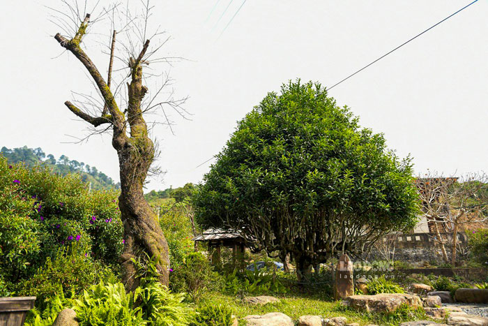 “Việc chăm sóc cây chè Shan tuyết cổ thụ không cần dùng đến hóa chất và phân bón. Chủ yếu kiểm tra mối, còn lại để cây sinh trưởng tự nhiên với khí hậu nơi đây“, ông Sổng A Páo chia sẻ.