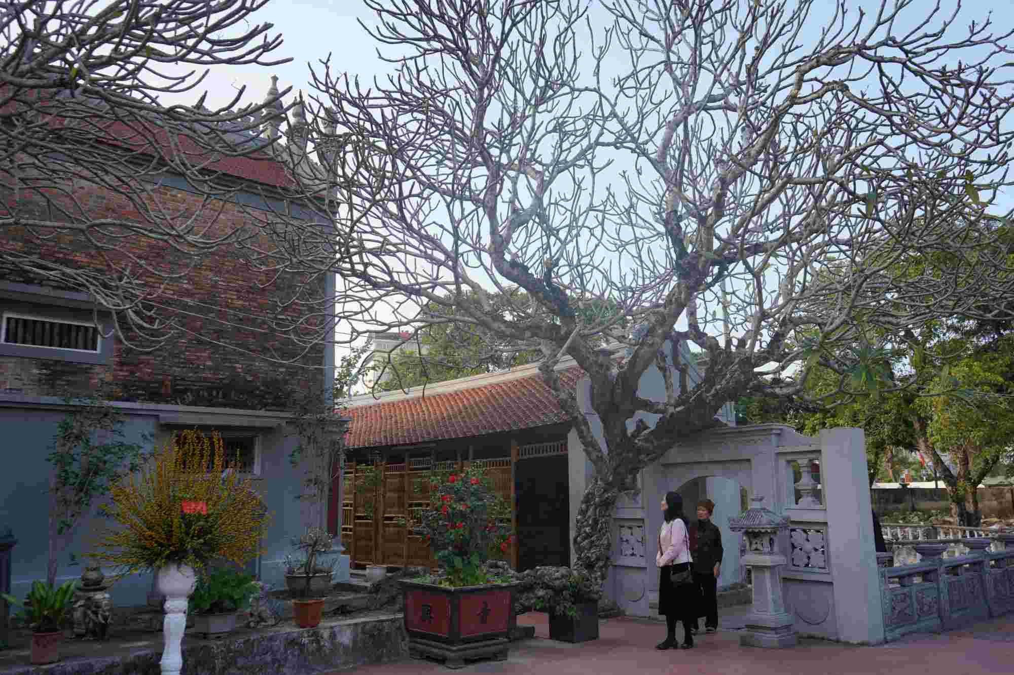 Trong khuôn viên chùa có hệ thống cây cổ thụ, trong đó nổi tiếng là cây gạo hoa đỏ và hệ thống cây đại hoa trắng có dáng hình độc lạ, tán vươn rộng hàng trăm mét. 