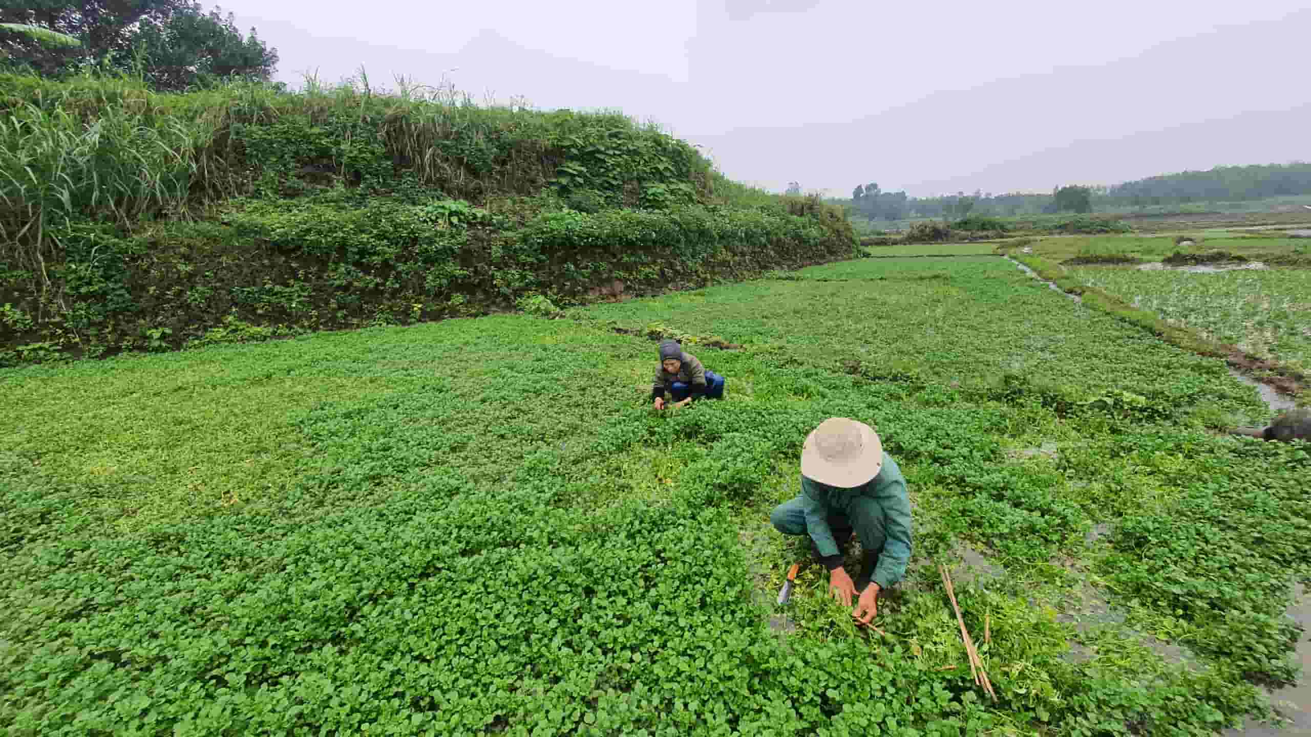 Rau xà lách xoong cũng mang lại nguồn thu nhập ổn định cho nhiều hộ dân ở vùng giếng cổ Gio An. Ảnh: Phúc Đạt.