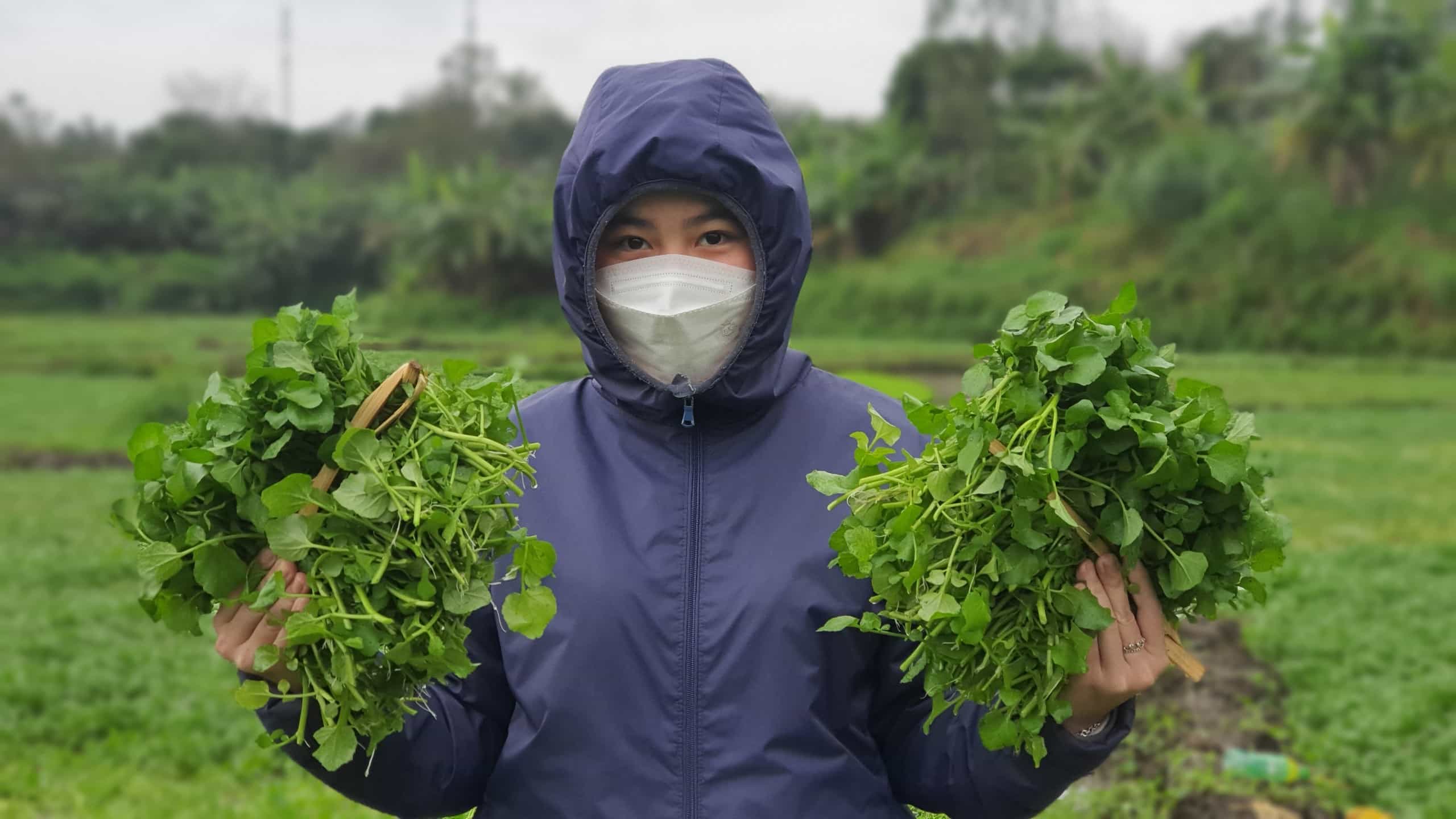 Du khách tham quan, trải nghiệm thu hoạch rau sạch tại vườn. Ảnh: Phúc Đạt.