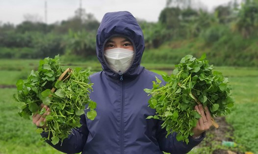 Du khách tham quan, trải nghiệm thu hoạch rau sạch tại vườn. Ảnh: Phúc Đạt.