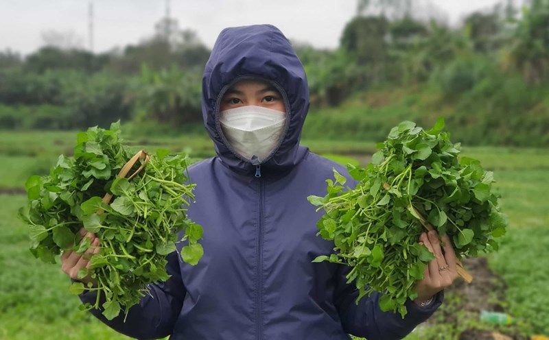 Du khách tham quan, trải nghiệm thu hoạch rau sạch tại vườn. Ảnh: Phúc Đạt.