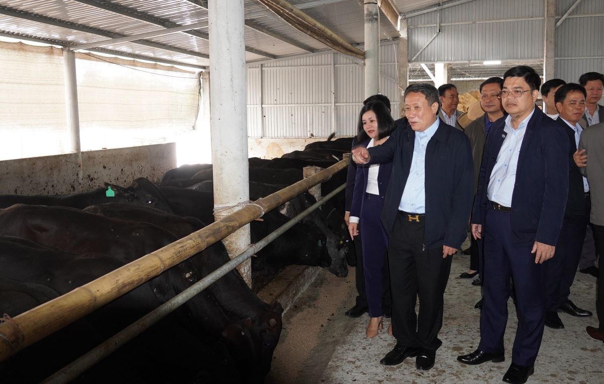 Lãnh đạo tỉnh Quảng Trị kiểm tra mô hình chăn nuôi bò. Ảnh: Tiến Nhất.