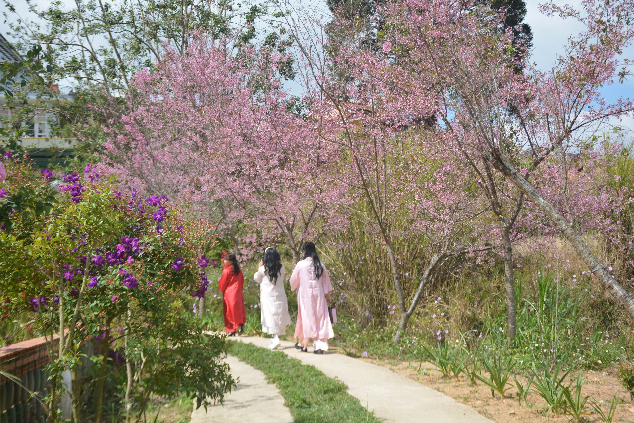 Anh Trọng Tùng - một người dân sống tại TP Đà Lạt cho biết: “Nhiều cây mai anh đào trong thành phố đã ra lộc non, không ra được hoa. Tuy nhiên, nhiều cây mai anh đào đang nở rộ cũng thu hút nhiều du khách“. 