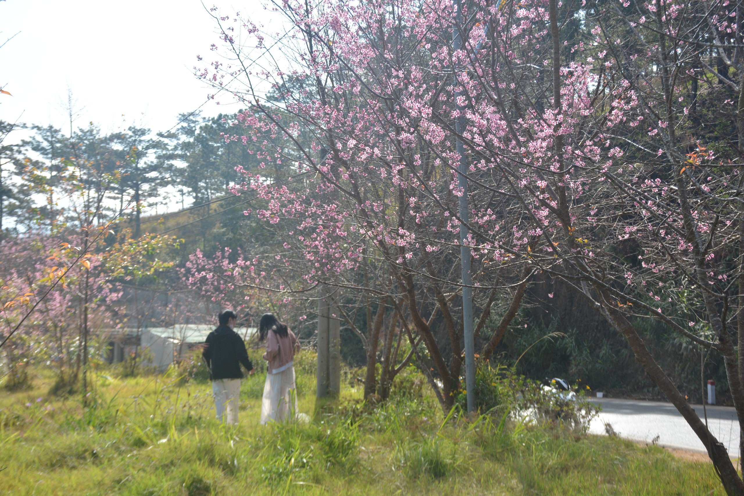 Mai anh đào tại TP Đà Lạt năm nay không nở rộ đồng loạt nên những cây có hoa nở đúng dịp Tết được du khách và người dân tập trung chụp đông. 
