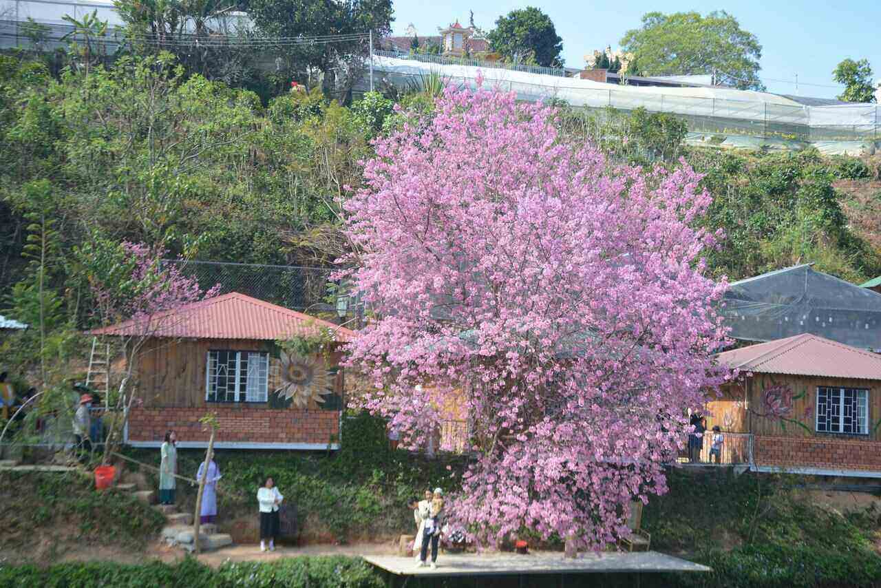 Du khách xếp hàng chờ check-in bên cây mai anh đào nở rộ tại Đà Lạt. Ảnh: CTV