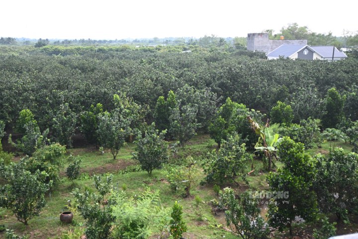 Vườn cây ăn trái của bà con nông dân ở huyện Châu Thành (tỉnh Bến Tre) xanh tốt. Ảnh: Thành Nhân