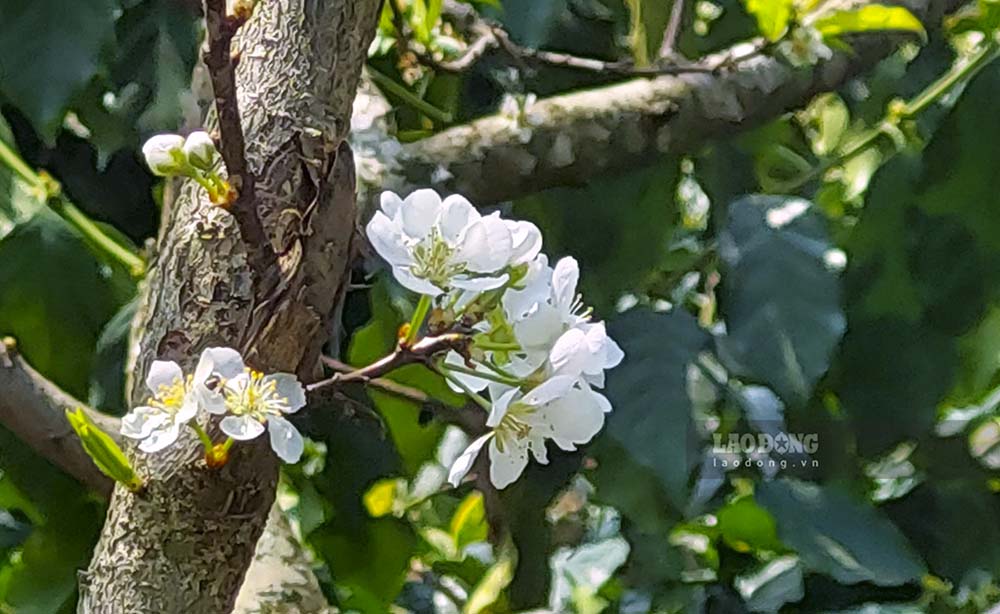 Những bông hoa trắng muốt như những bông tuyết đậu trên cành lá rêu phong dưới làn nắng ấm tạo nên một vẻ đẹp thuần khiết và trong trẻo. Ảnh: Văn Thành Chương