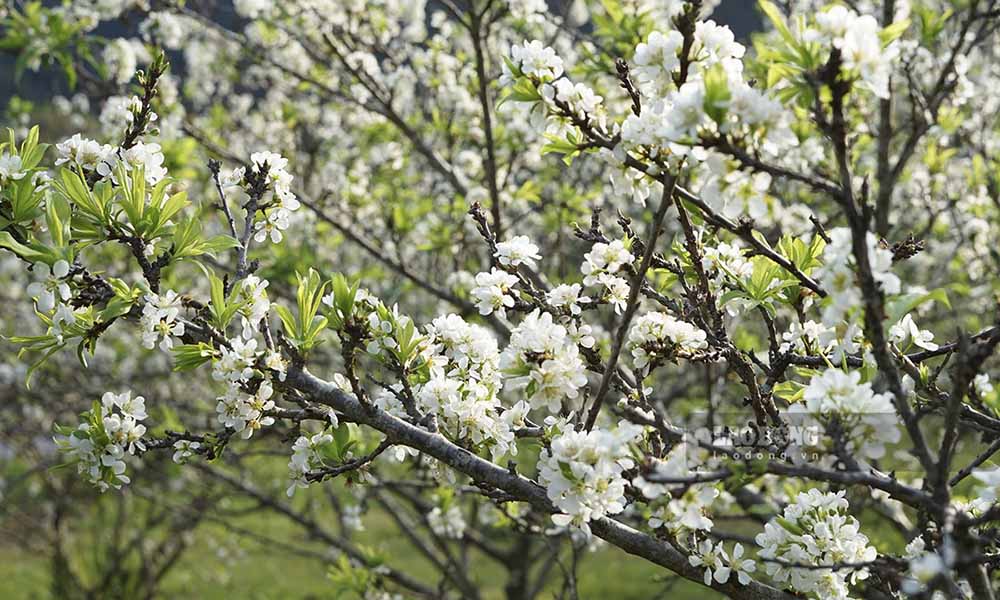 Những cành hoa sum suê không chỉ tô điểm cho núi rừng Tây Bắc mà nó còn báo hiệu một mùa mận ngọt ngào đem lại nguồn thu nhập đáng kể cho người dân địa phương.