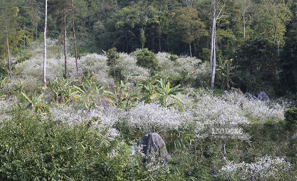 Đối với một số địa phương thuộc tỉnh Sơn La, từ nhiều năm nay hoa mận đã trở thành một phần của du lịch, khi đến mùa hoa mận nở cũng là thời điểm thu hút rất nhiều du khách đến tham quan.