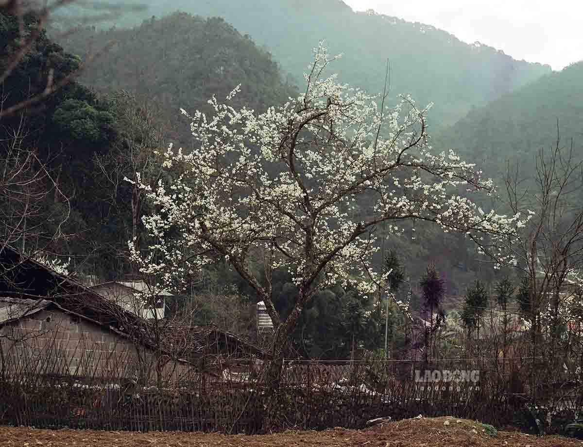Mùa xuân được xem là thời điểm đẹp nhất trong năm của Hà Giang với thời tiết dễ chịu, hoa đào, hoa mận nở rực khắp các triền đồi, sân nhà.