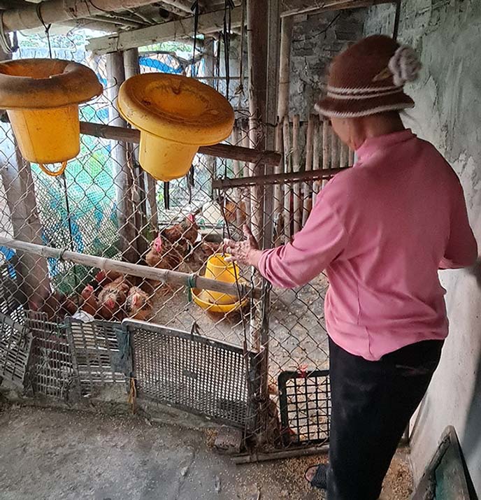 Bà Dung chăm đàn gà mái đẻ lấy trứng tăng thu nhập. Ảnh: Mạnh Cường.