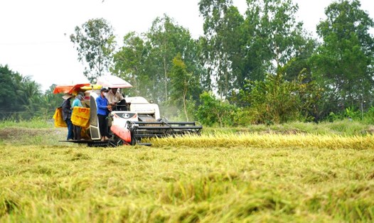 Năm 2024, thị trường lúa gạo Việt Nam vẫn tiếp tục khả quan. Ảnh: Phương Anh