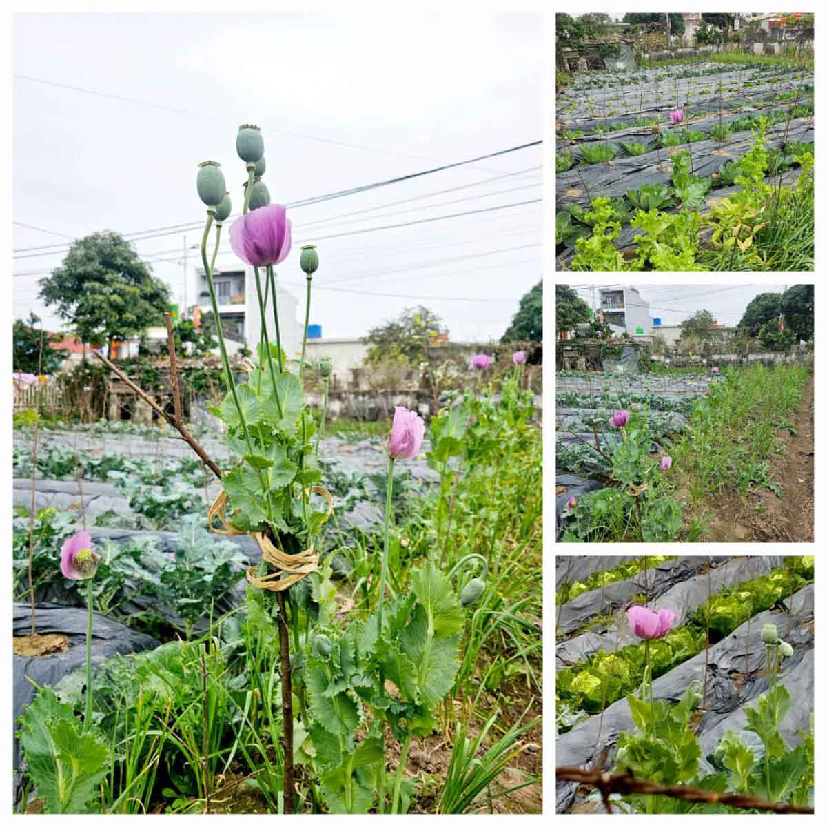 Gần 300 cây hoa anh túc tại vườn nhà ông Hữu. Ảnh: An Ninh Nam Định