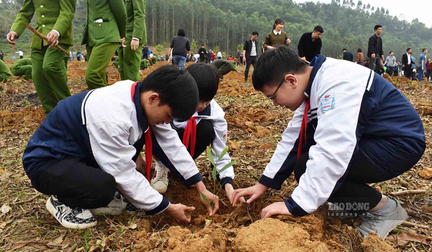  Hiện tỉ lệ che phủ rừng của tỉnh Tuyên Quang ổn định ở mức trên 65%, đứng nhóm đầu cả nước. Ảnh: Nguyễn Tùng.