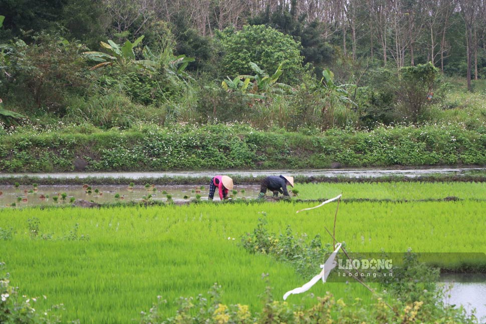 Hòa chung không khí lao động đầu năm mới Giáp Thìn 2024, người nông dân ở thôn Bình Sơn (xã Gio An, huyện Gio Linh, Quảng Trị) cũng xuống đồng cấy lúa cho mùa vụ mới. 