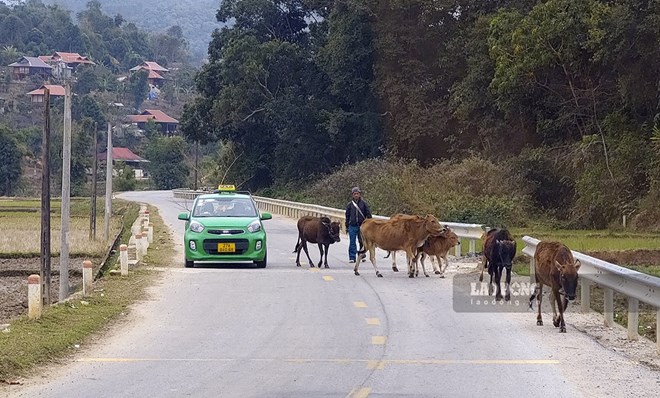 Người dân Lào Cai bày tỏ bức xúc về nhiều dự án giao thông