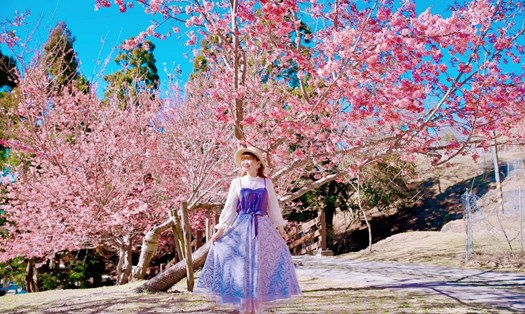 Nông trại Cừu được mệnh danh là xứ hoa anh đào ở nơi sương mù. Thuộc thị trấn Nhân Ái, huyện Nam Đầu, Nông Trại nằm ở độ cao 1.748 m được bao quanh bởi núi non, hồ nước và mây mù quanh năm. Ảnh: Qi Hui Lin